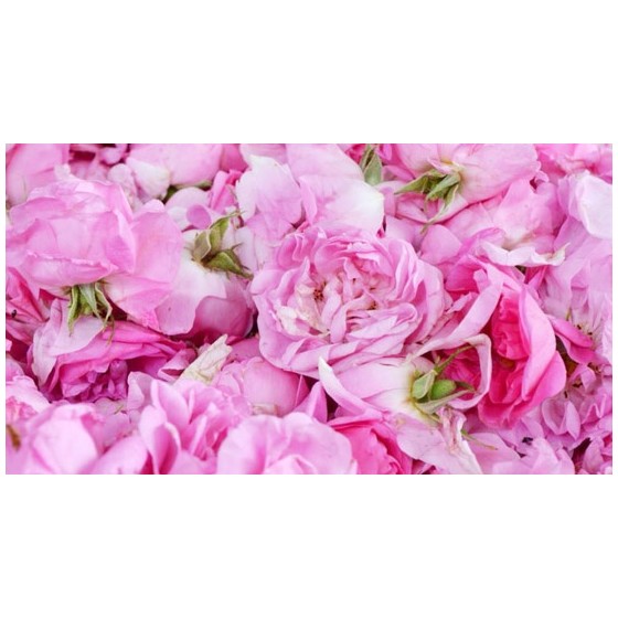 Agua floral de Rosa damascena BIO- Terpenic