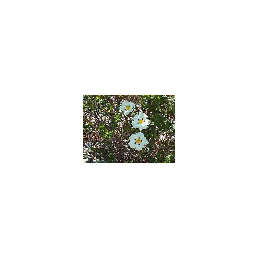 Agua floral de Jara BIO- Terpenic Agua floral de Jara BIO- Terpenic