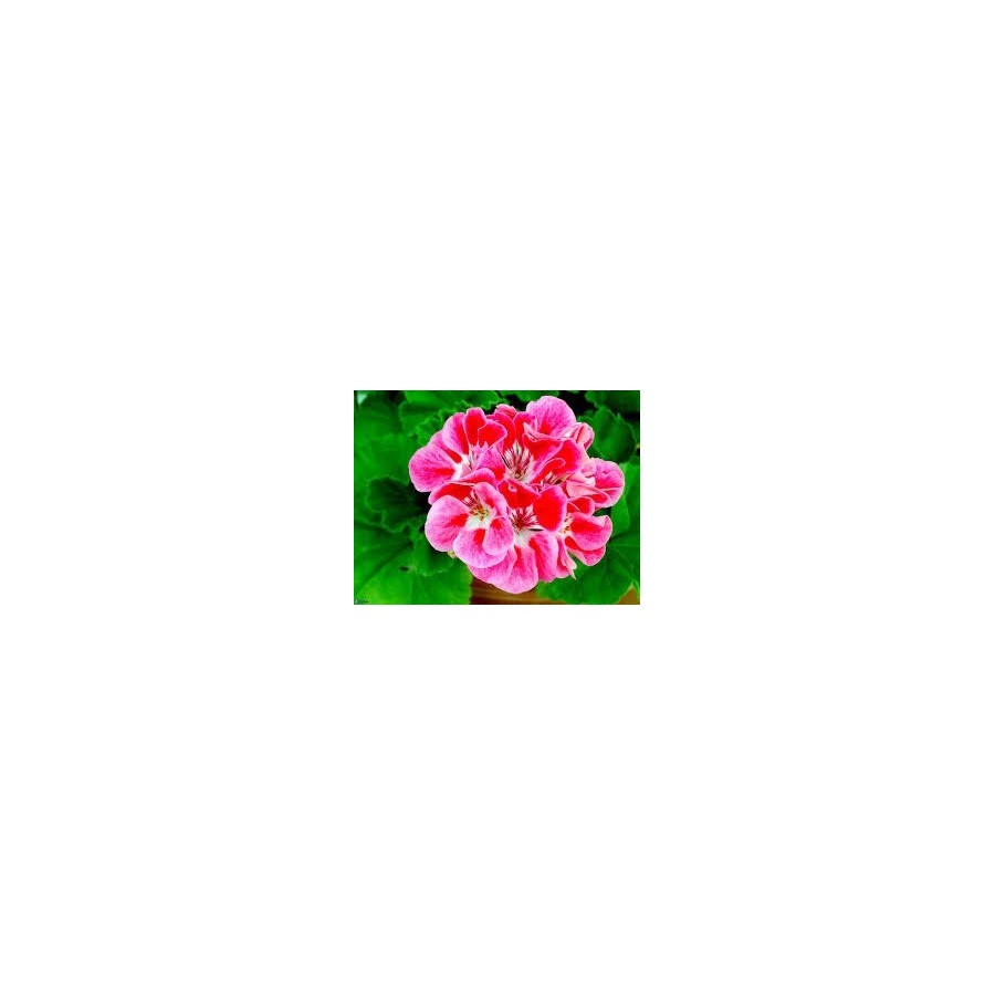 Agua floral Geranio Bourbon BIO- Terpenic Agua floral Geranio Bourbon BIO- Terpenic