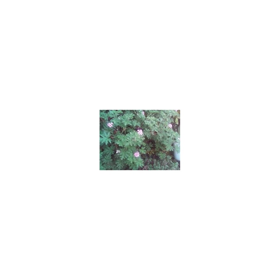 Aceite esencial Citronela BIO Terpenic Labs - 2