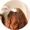 Hennas khadi, las mejores del mercado Ecológico | GEAcosmetics