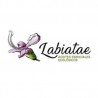Labiatae